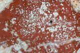 Polished Red, Petrified Wood Slice - Madagascar #96847-1